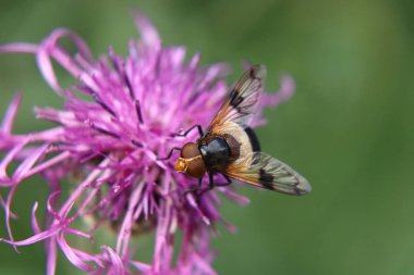 Bir Volucella pellucens oturma ve ayakta Kırmızı yonca çalışırken bazı tatlı bulmak.