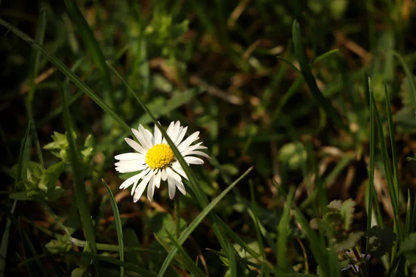 Une Belle Marguerite Pelouse Milieu Des Prairies Très Beau Cadeau — Photo