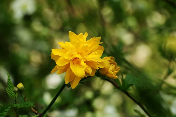 Una Hermosa Kerria Japonica Amarilla Parque Maravillosos Pétalos Amarillos Fondo — Foto de Stock