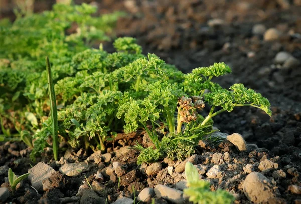 A one row of parsley on our garden for create bio garnish. Stones, clay or earth and stems of plants. Golden hour