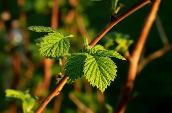 A new green leaves on small branch of raspberry bush on our garden. Here is summer and new plants go up. Golden hour