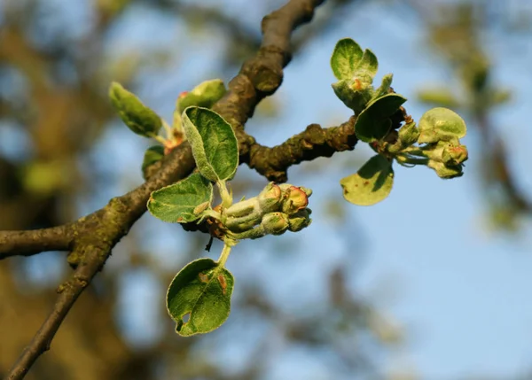 Beginning of new apple is here. A fruit buds are on trees and here we have a few with blue sky. In daily light