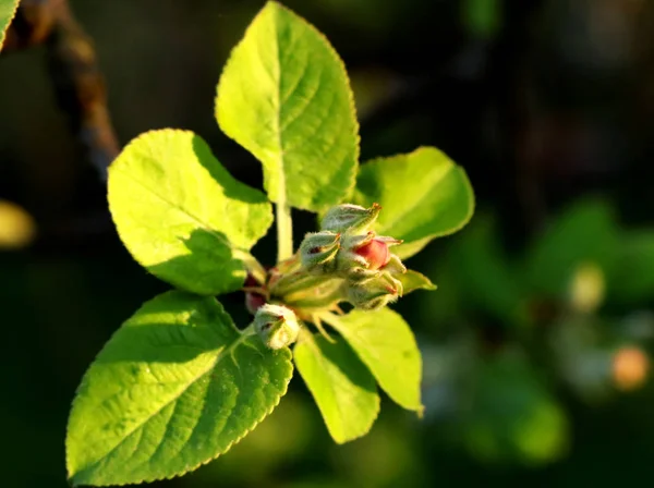 Birçok Tomurcuklarla Bir Şube Bahçesinde Altın Güneş Ile Yaprakları Yeni — Stok fotoğraf