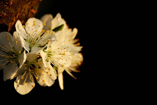 Makro Jeden Kwiat Jabłoni Zobacz Tłils Ten Rozkwit One Przymocowane — Zdjęcie stockowe