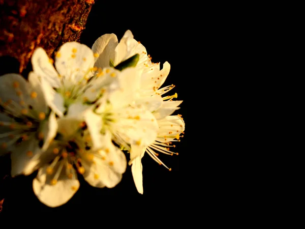 花の雌しべと雄蕊を見るためのリンゴの木のブルーム上の大きなズーム もうひとつの写真は ゴールデンアワーに樹皮と黒い背景の作品です — ストック写真