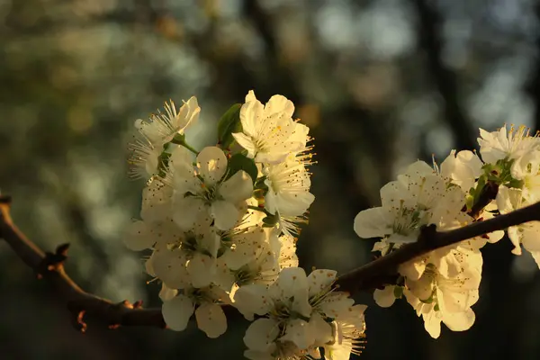 Una Nuova Era Nel Nostro Giardino Molti Nuovi Fiori Crescono — Foto Stock