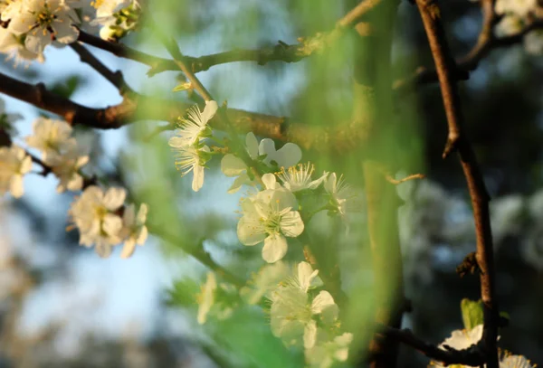 Una Vista Attraverso Piccola Rete Verde Fiore Melo Primavera Sul — Foto Stock