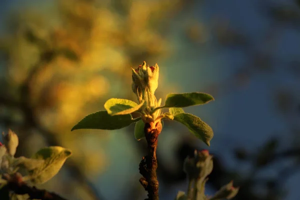 Bizim Bahçe Üzerinde Altın Saat Içinde Elma Ağacının Bir Çiçek — Stok fotoğraf
