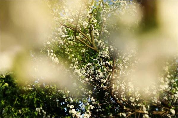 Kilátás Szilvafa Keresztül Kertünkben Cseresznyefa Ága Ember Objektum Kép Középpontja — Stock Fotó