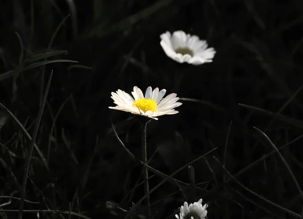 Ένα Όμορφο Χρώμα Άνθιση Της Daisy Μαύρο Και Άσπρο Φόντο — Φωτογραφία Αρχείου