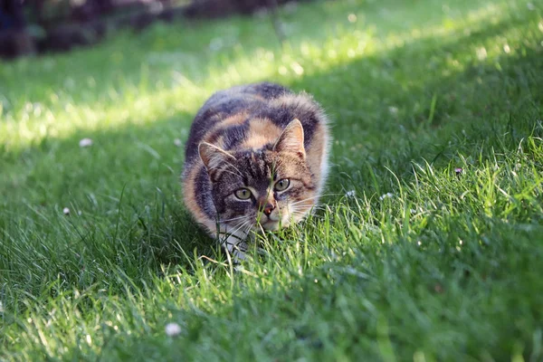 Eine Häuslich Gefärbte Katze Bereit Zum Angriff Sie Studiert Deinen — Stockfoto