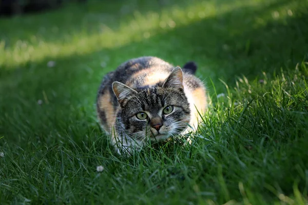 草遊びや攻撃の準備で横になっている猫 — ストック写真