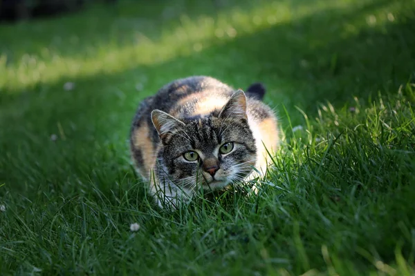 Gato Acostado Hierba Listo Para Jugar Atacar — Foto de Stock