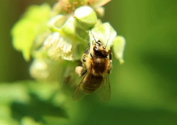 Detalle Cabeza Antenas Abeja Melífera Europea Apis Mellifera Sentado Flor — Foto de Stock