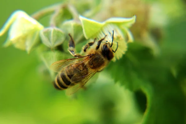 Une Belle Aile Pleine Abeilles Mellifères Ouest Pollinique Apis Mellifera — Photo