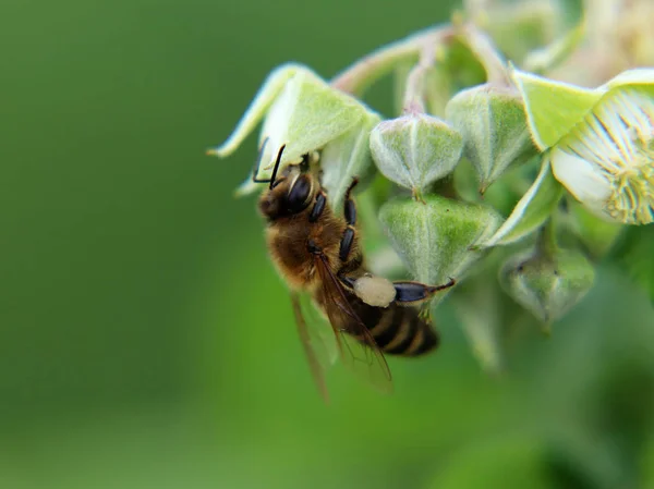 Uma Bela Abelha Mel Ocidental Apis Mellifera Flor Polinizadora Framboesa — Fotografia de Stock