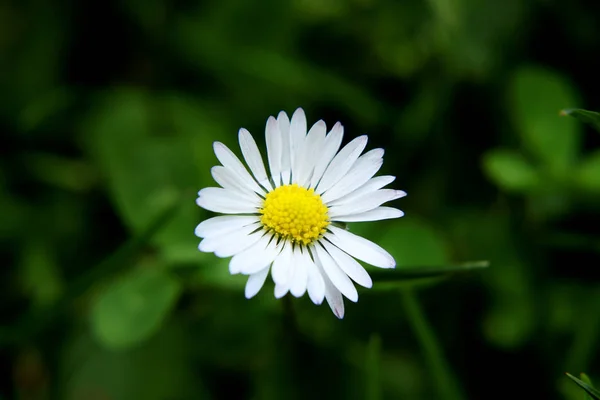 Один Большой Белый Цветок Беллис Переннис Темным Фоном Макро — стоковое фото