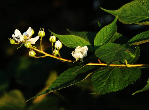 Bir Blackberry Çiçeklenme Yaz Döneminde Sahip Rubus Altın Izlemek Kütükler — Stok fotoğraf