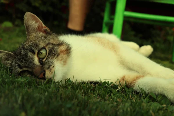 Gato Preguiçoso Doméstico Relaxando Grama Dias Quentes Gato Mesa Como — Fotografia de Stock