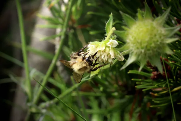 Обычная Пчела Кардер Сидящая Питающаяся Пыльцой Травянистых Лугов Словакии Красивый — стоковое фото