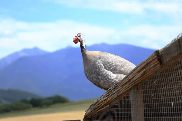 Belo Pássaro Chamado Galinha Índia Com Capacete Cor Branca Beleza — Fotografia de Stock