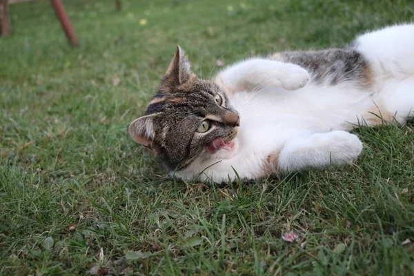 Gato Doméstico Acostado Limpiándose Suelo Medio Hierba Relajando Nuestro Gato — Foto de Stock