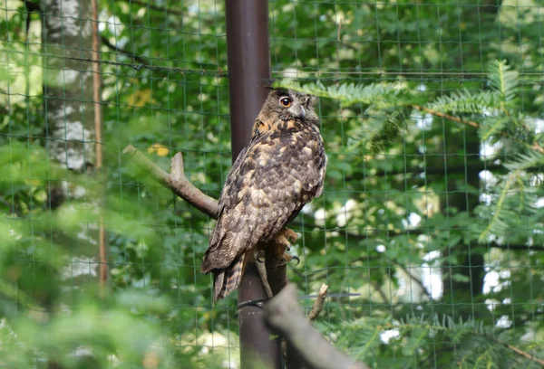 Beautiful Eurasian Eagle Owl Sitting Branch Looking Camera Waiting Lunch — Stock Photo, Image