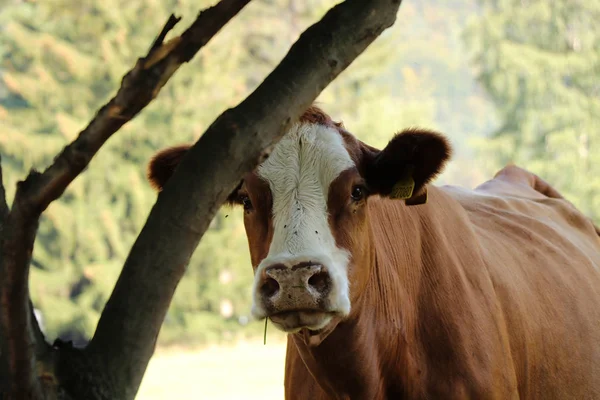 Uma Vaca Doméstica Está Prado Olhando Para Câmera Ela Linda — Fotografia de Stock
