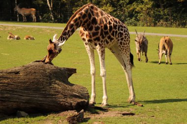 Büyük bir sandık yalama Rothschild'in zürafa güzel bir erkek. Arka planda ortak elands vardır