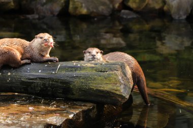 İki Asyalı küçük küçük balıklar ya da bazı yemek yemeği yemek su samuru pençe. Kameraya bakarak hem de sonraki avını bulma.