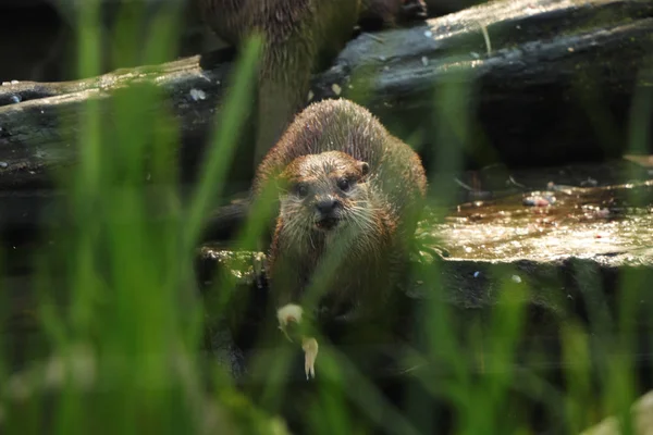 Asiatisk Liten Klöst Otter Tittar Kameran Tittar Igenom Gräs Små — Stockfoto
