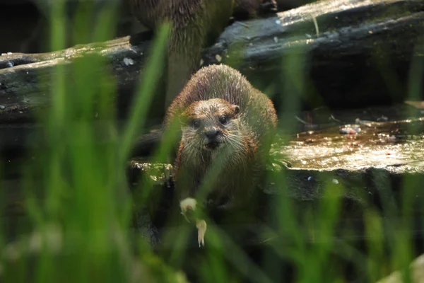 Uma Pequena Lontra Asiática Garra Olhando Para Câmera Olhando Através — Fotografia de Stock