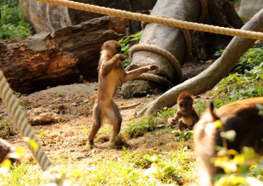 Mandrill'di bir alt. O küçük kardeşim halatlar ve mayo oyun. O elleri ile el sallayarak ve iki ayak üzerinde duruyor.
