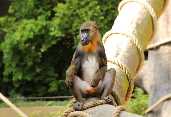 Mandrill Sitter Stammen Naturen Han Leker Med Honom Penis Och — Stockfoto