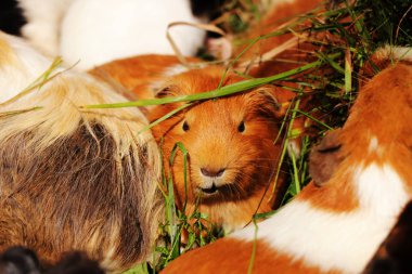 Bir kobay kameraya bakıyor. Bazı patron çok sıkı bir görünüme sahiptir. O bazı üzerinde oynarken o ama sadece eskiden şiling şimdi domuz kahverengi önemlidir