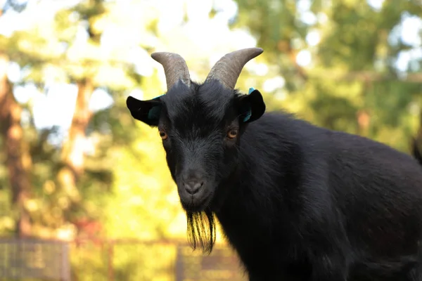 A view on leader of pygmy goats in this park in czech republic. Capra aegagrus has two horns and small beard.