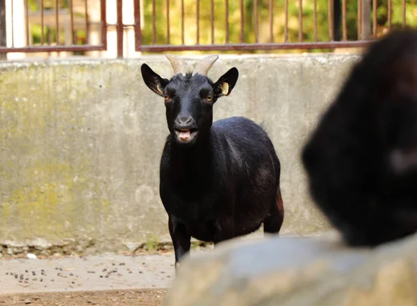 Uma Bela Cabra Pigmeu Africano Capra Aegagrus Choramingando Mim Olhar — Fotografia de Stock