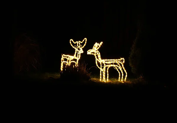一个美丽的圣诞节驯鹿在黑暗中 美丽的装饰在花园中的圣诞节 都是从灯泡里来的 — 图库照片