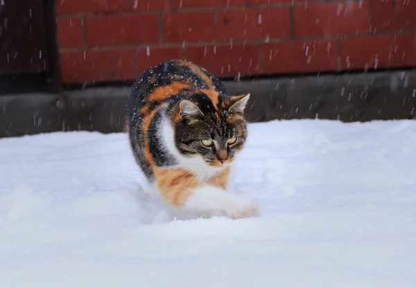 一只五颜六色的家养猫在玩雪 她喜欢雪她在花园里猎食雪花和挖洞 — 图库照片