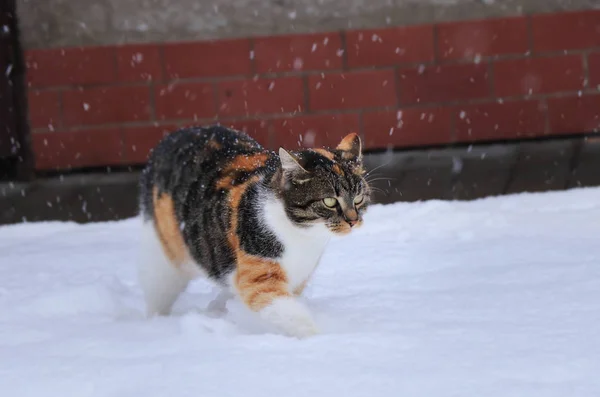 一只漂亮的猫在雪地里玩耍和奔跑 家养动物和自己一起玩 下雪了 绿色的眼睛 — 图库照片
