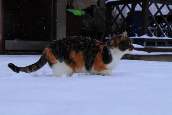 マルチ色国内猫というリザ庭で雪の中歩くと 雪の前に秘伝を彼女の場所を探して — ストック写真