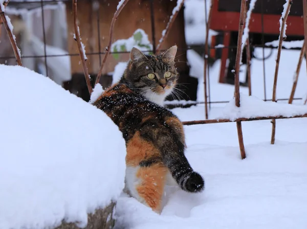 Gato Doméstico Multi Colorido Andando Neve Olhando Para Câmera Está — Fotografia de Stock