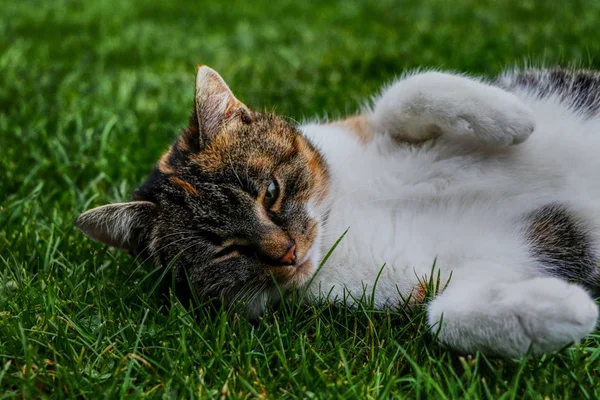 잔디에 귀여운 고양이 거짓말 그녀는 그녀는 나머지 그녀는 화려한 — 스톡 사진