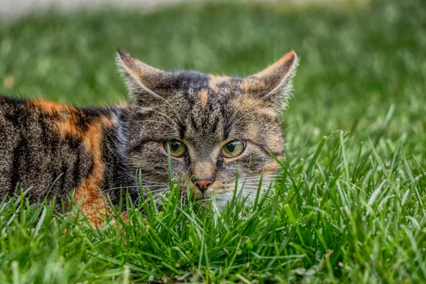 一只名叫莉莎的漂亮的家猫躲在草地上等着娱乐 她有一双非常漂亮的绿色眼睛 — 图库照片