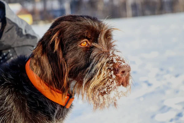 A beautiful dog face full of snow watching deers in nature. Brown female dog of Bohemian Wire-haired Pointing Griffon or korthals griffon. Czech race. Czech dog.