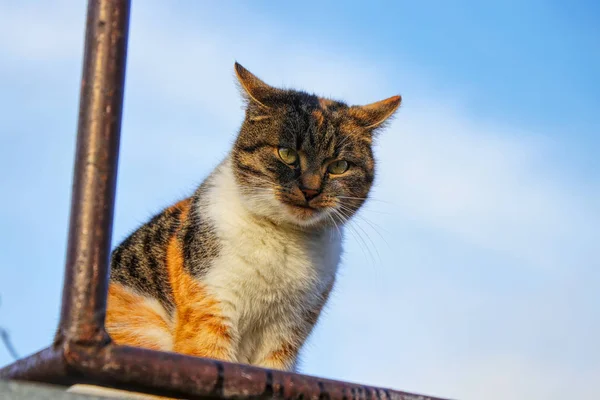 一只五颜六色的猫在杀手身上玩 对我的看法很残酷 一只家猫坐在户外的架子上 — 图库照片