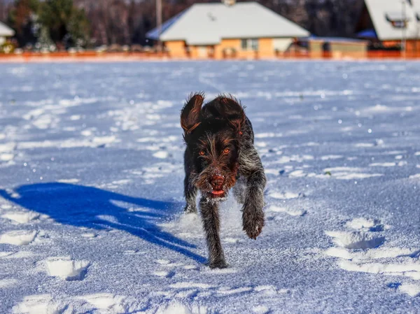 Lekfull Kvinna Hund Kör Snö Och Njuta Det Bohemisk Hrubosrsty — Stockfoto