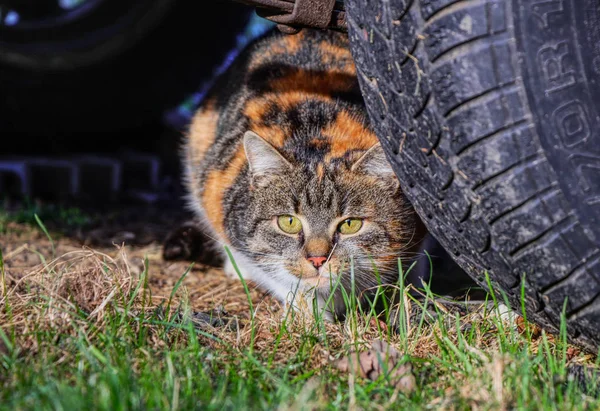 A domestic cat as hunter in action. She is colorful and she hiding behind wheel of car. Cat is attacking her prey.