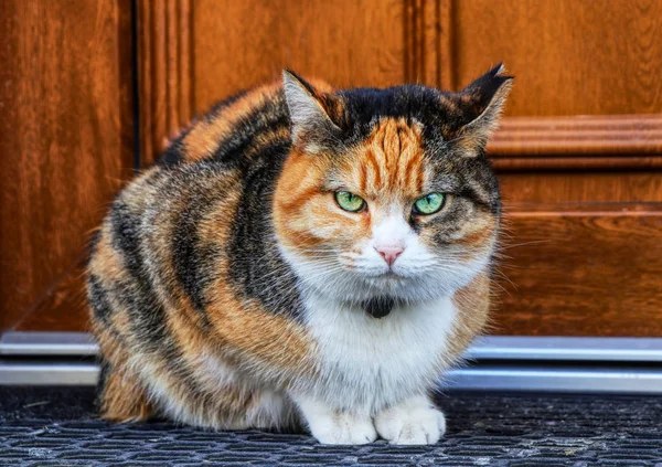 A annoyed domestic cat look at camera. A kitten sitting on doormat before home door. Never touch her. Green eyes.