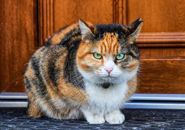 Rahatsız bir yerli kedi kameraya bak. Paspas ev kapı önce oturan bir yavru. Ona elimi sürmem. Yeşil gözleri.